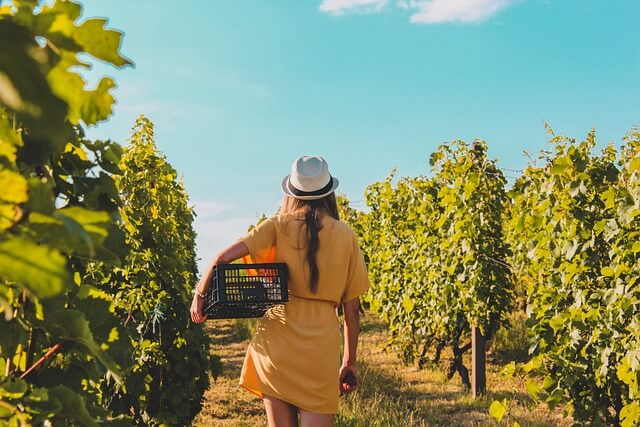 Sustainable Wine Tours: Eco-Friendly Wineries and Practices